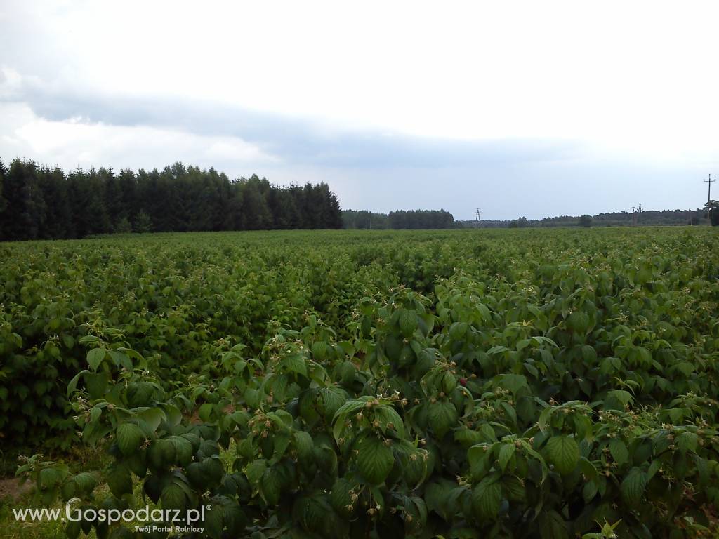 Sprzedam sadzonkę malin 5