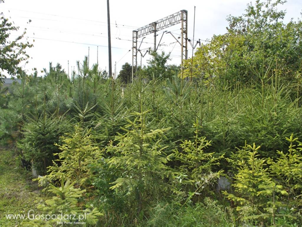 Drzewa i krzewy ozdobne z własnej plantacji Poznań-Tanio! 4