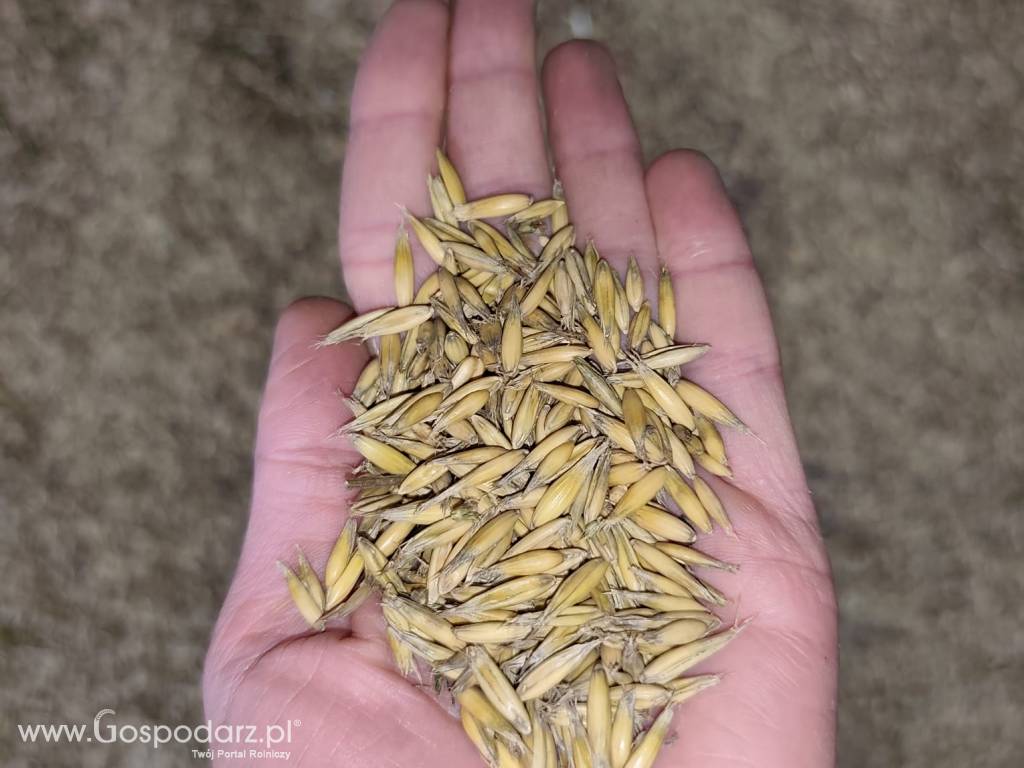 Owies ekologiczny