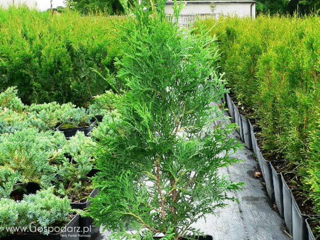 Thuja Occidentalis 