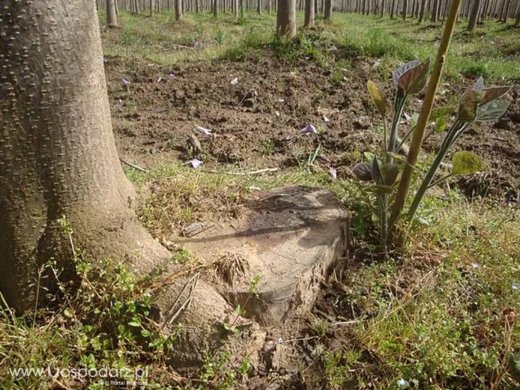 Oxytree to świetny pomysł na biznes !