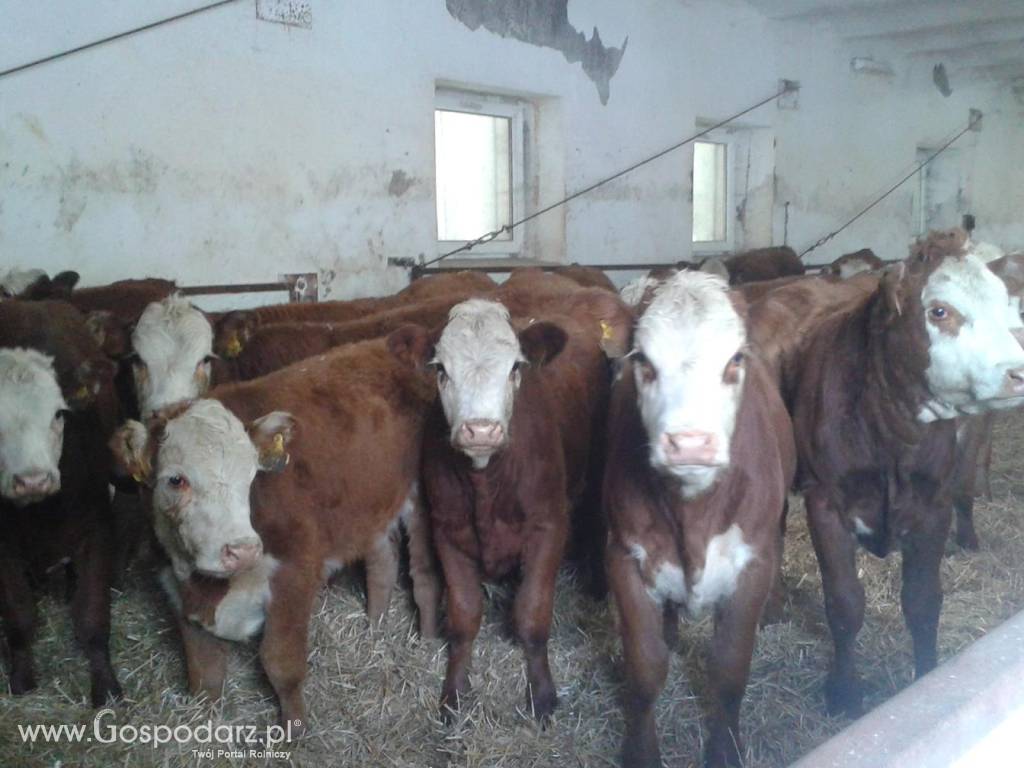 SPRZEDAŻ CIELĄT RAS MIĘSNYCH I HF ZAKŁADY MIĘSNE ZM BM KOBYLIN 6