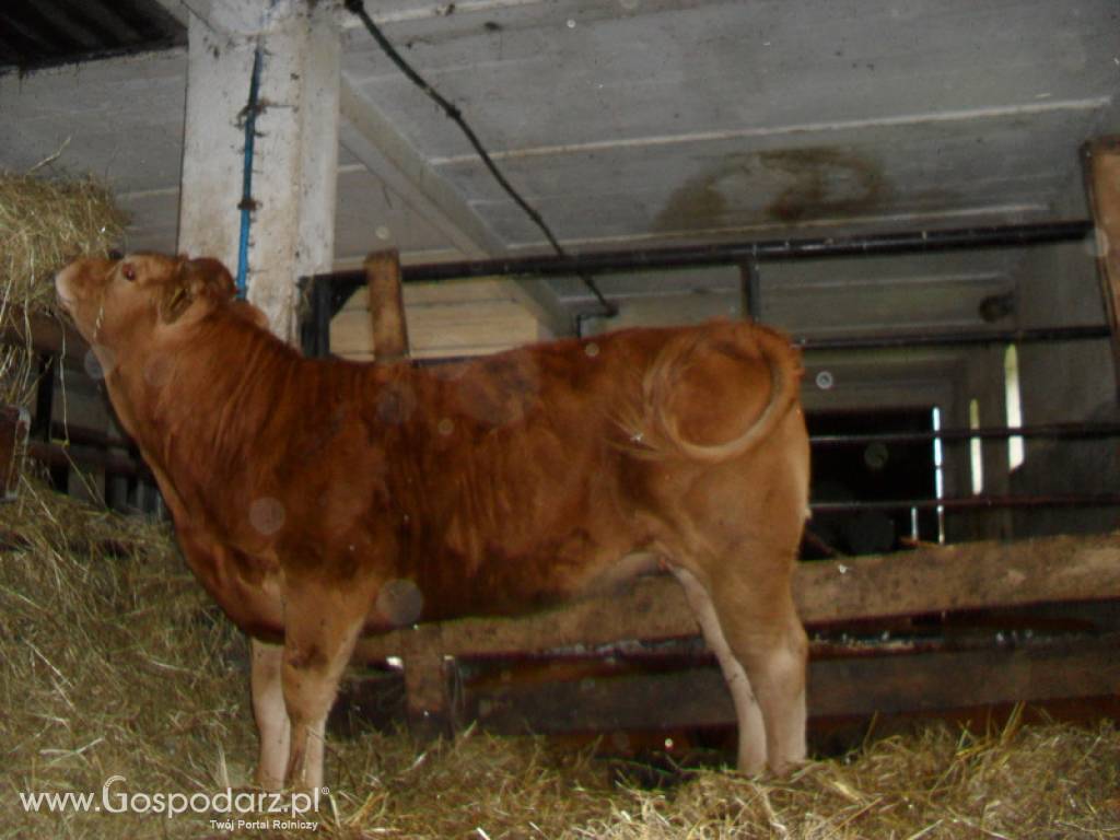 SPRZEDAM jałówki odsadki rasy Limousin czysto rasowe.