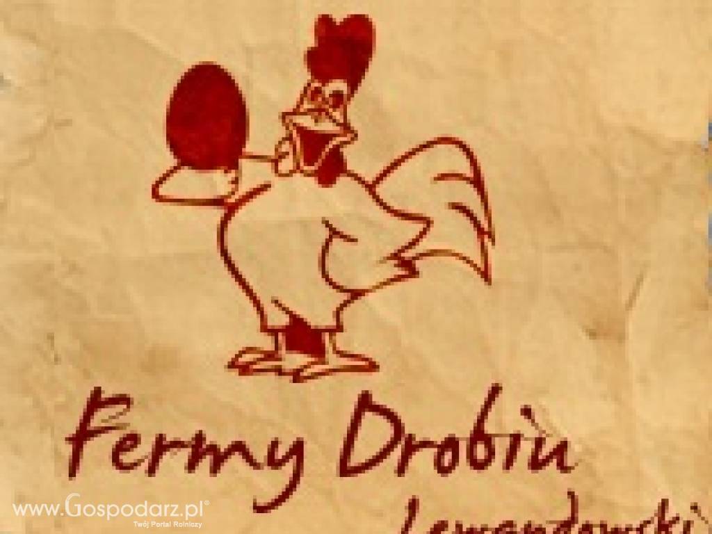 Odchowam kurę nioskę