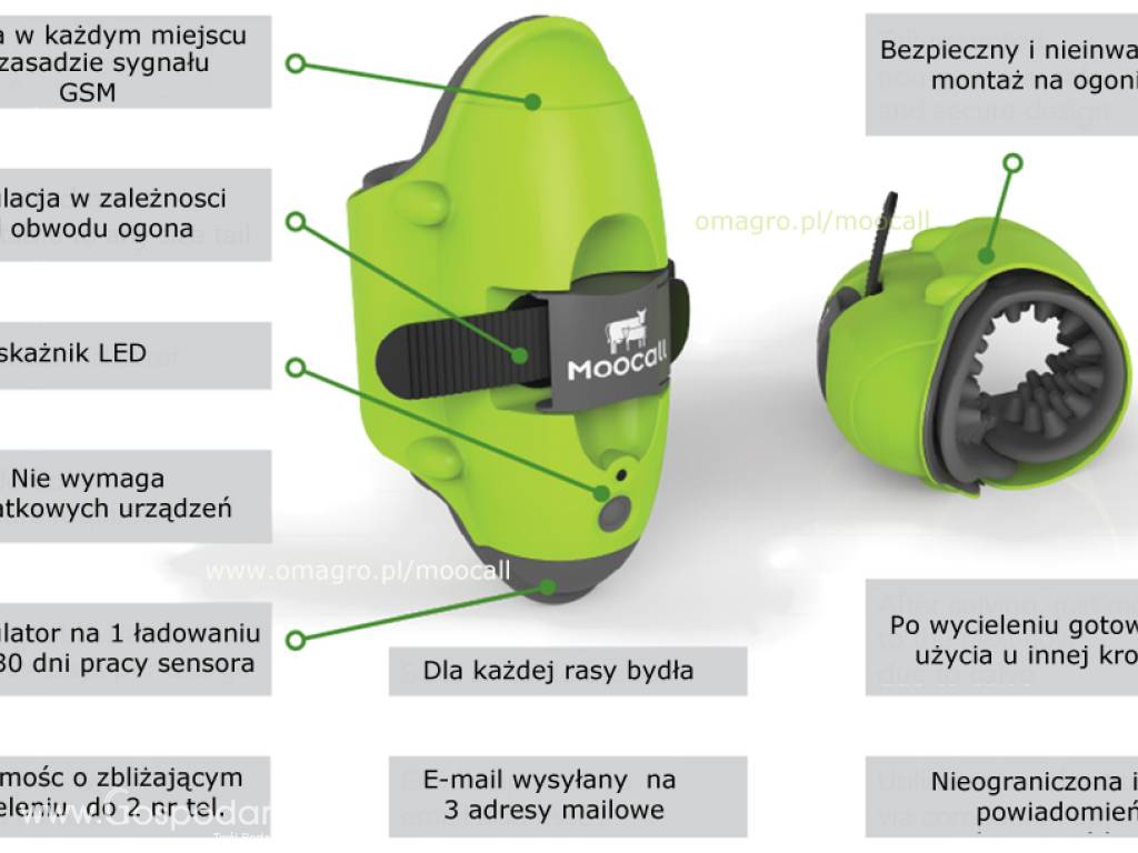 Moocall sensor wycieleń- śpij spokojniej w czasie wycieleń 4