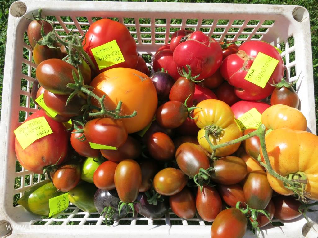 Pomidory - ponad 600 odmian - bez GMO 4