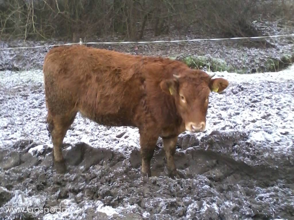 LM odsadki jałówki 4