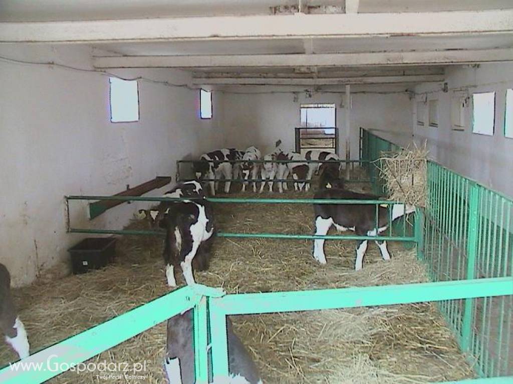 Byczki, cielęta ras mięsnych w ciągłej sprzedaży od 60kg do 80kg 3