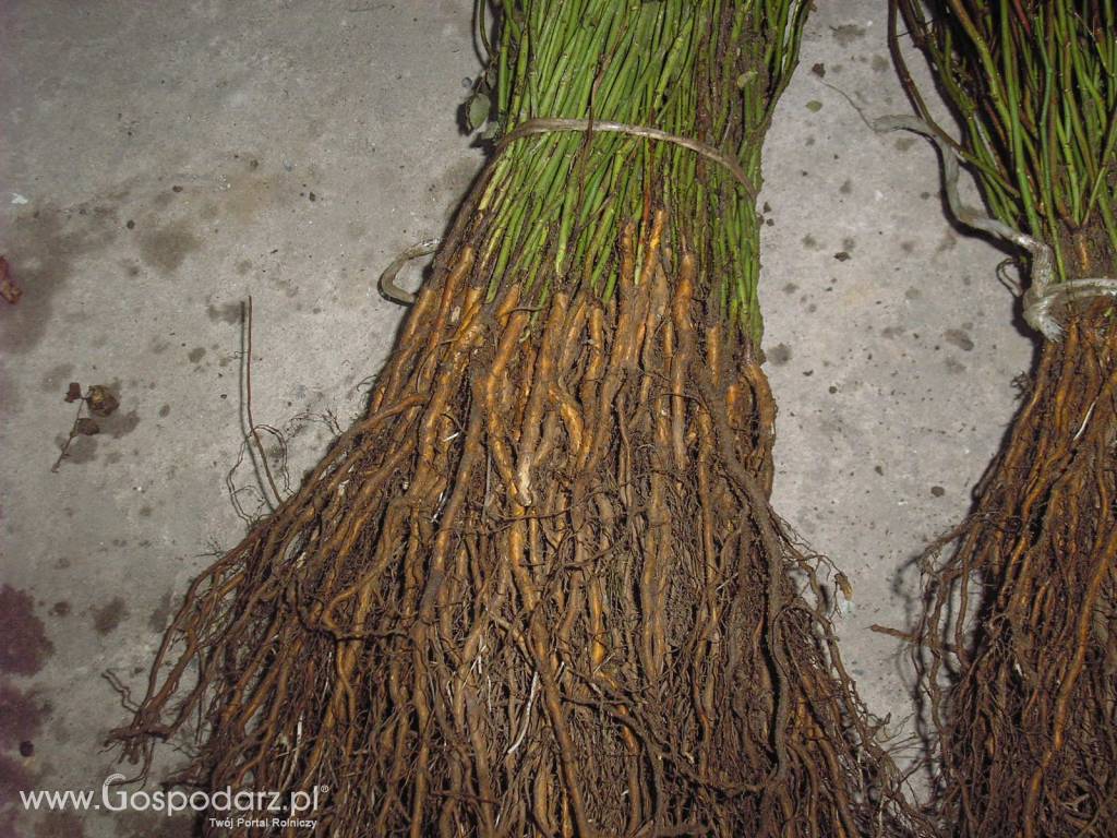 podkładka pod róże/dziczki 4