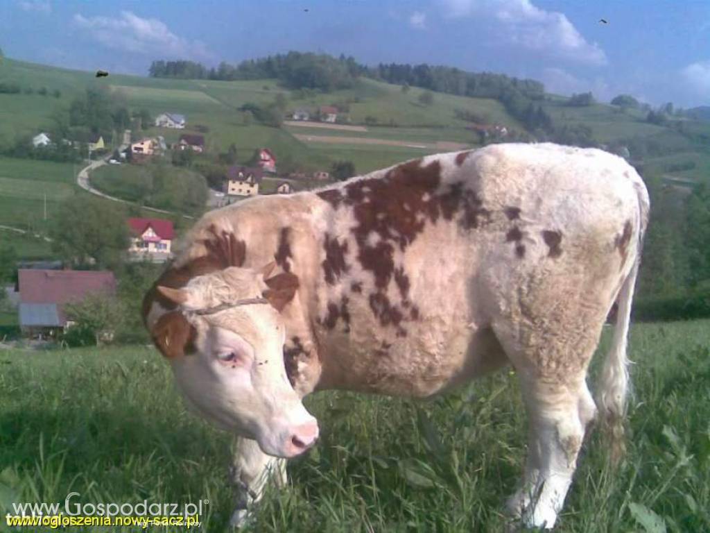 Jałówka do zacielenia simental mięsno-mleczny waga ok.400 kg