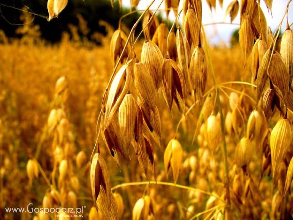 kupię owies  owies ekologiczn