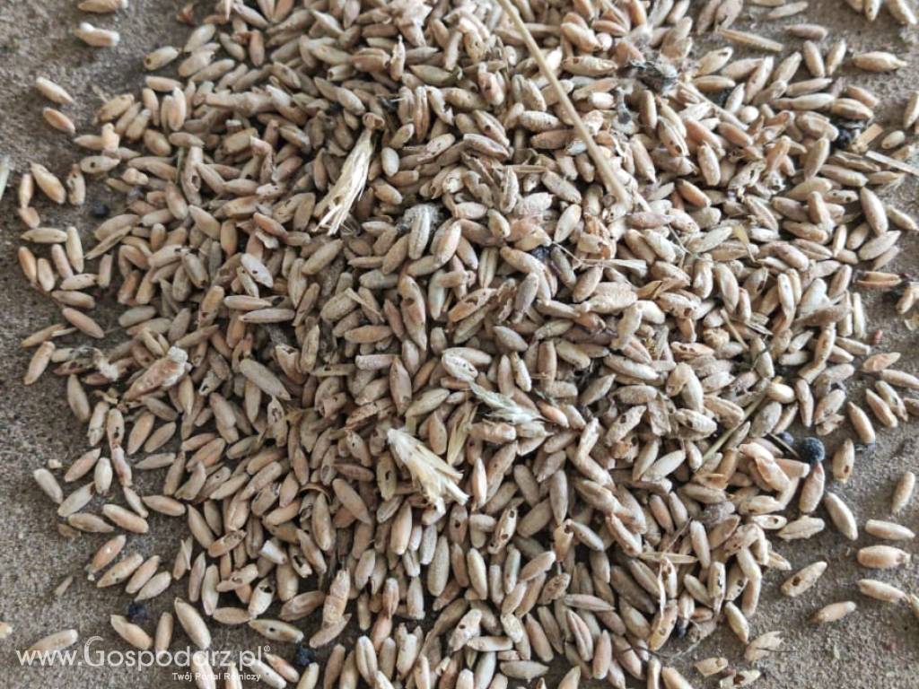 Sprzedam zboże niepełnowartościowe (żyto) na pellet, do gorzelni, biogazowni 4