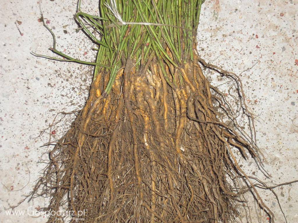 podkładka pod róże/dziczki