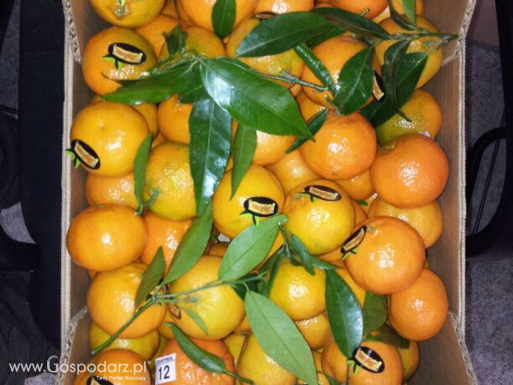 Hiszpańskie owoce, pomarańcze, mandarynki. Tanio. Ilości tirowe 4