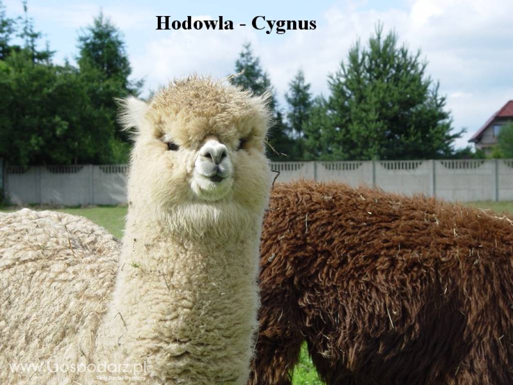 Hodowla alpak Cygnus 9