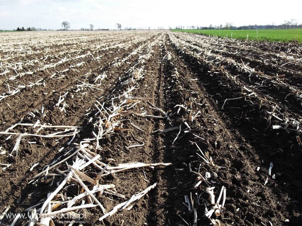 Siew bezorkowy Strip - Till (uprawa pasowa) buraków, kukurydzy, rzepaku 3