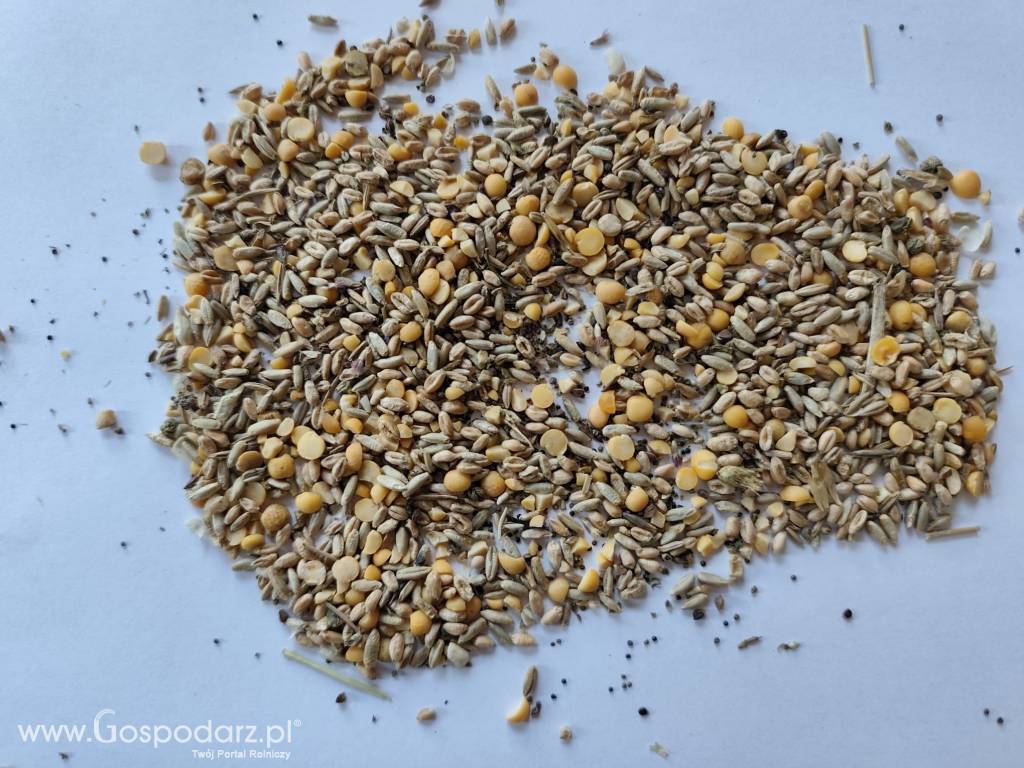 Sprzedam odsort z czyszczenia zbóż ekologicznych – materiał paszowy 4