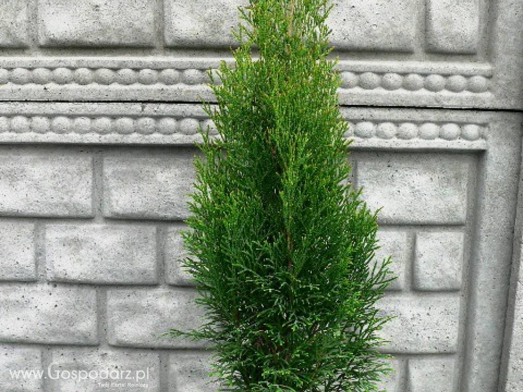 Thuja Occidentalis 