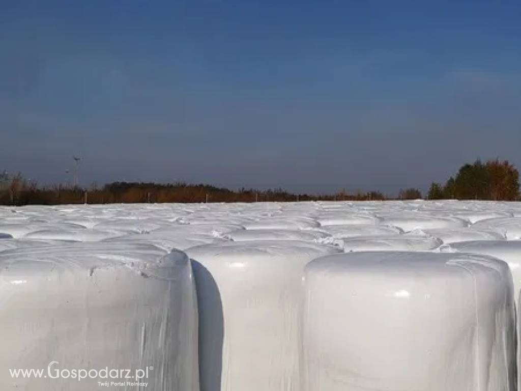 Wysłodki buraczane BALOTY główny dystrybutor ( FOLIA / FOLIA )