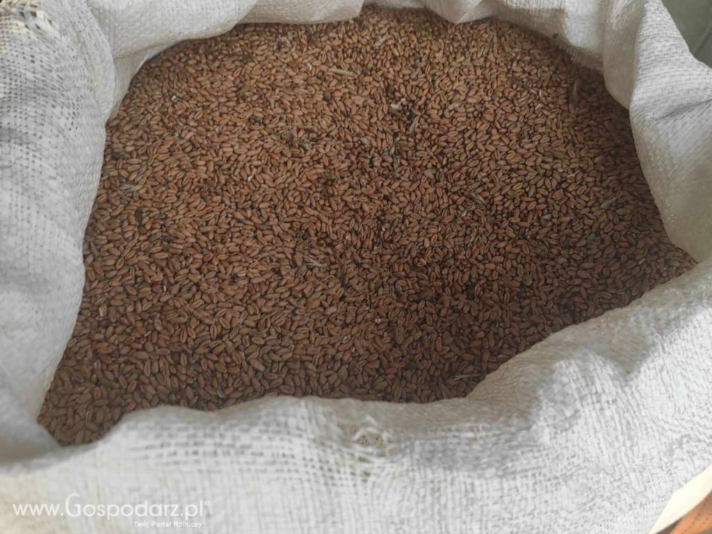 Pszenica 2023 50 kg za 40 zł 4