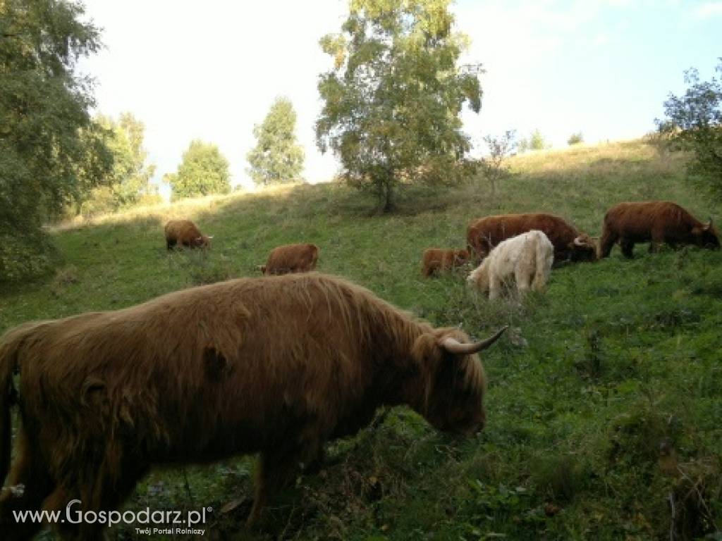 Bydło Szkockie - Highland Cattle