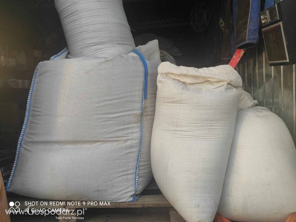 Pszenica 2023 50 kg za 40 zł