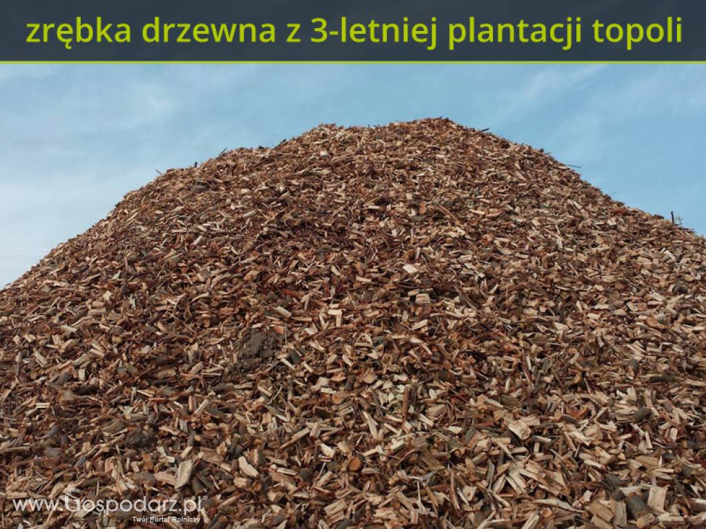Uprawy i sadzonki topoli energetycznej (lepsze od wierzby) na drewno opałowe 7