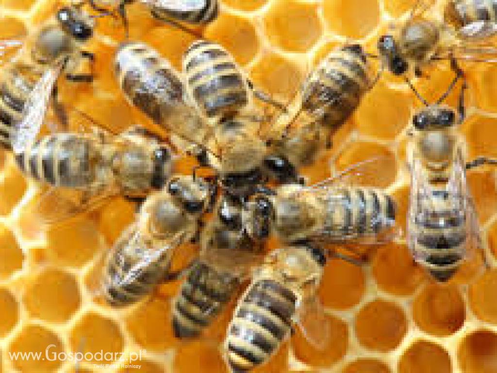 Sprzedam odkłady pszczele na ramce wielkopolskiej i langstrotha