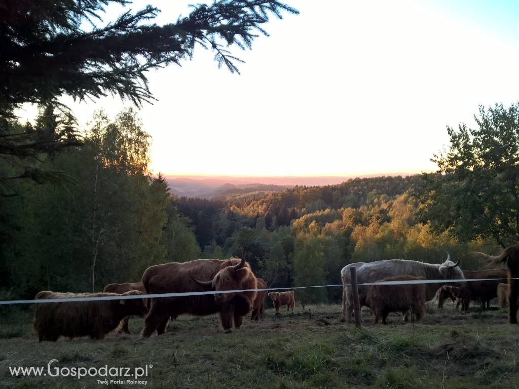 Bydło Szkockie - Highland Cattle 3