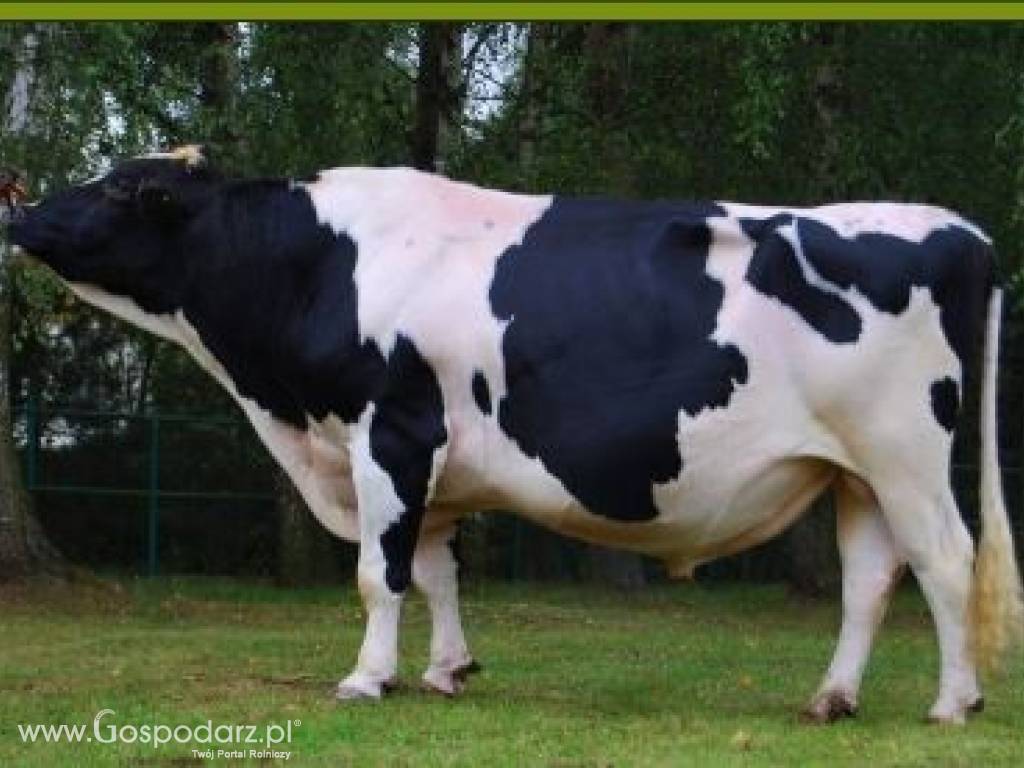 Inseminacja Bydła. 4