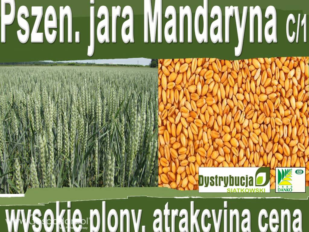 Kwalifikowane nasiona siewne pszenicy jarej Mandaryna C/1