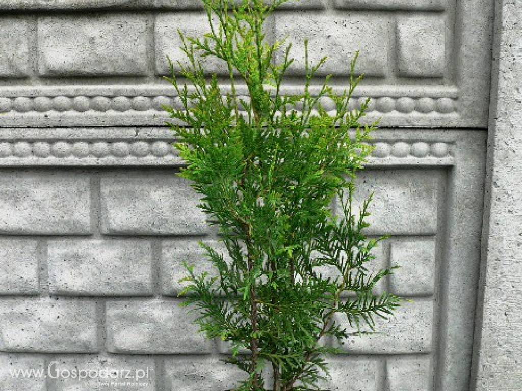 Thuja Occidentalis 