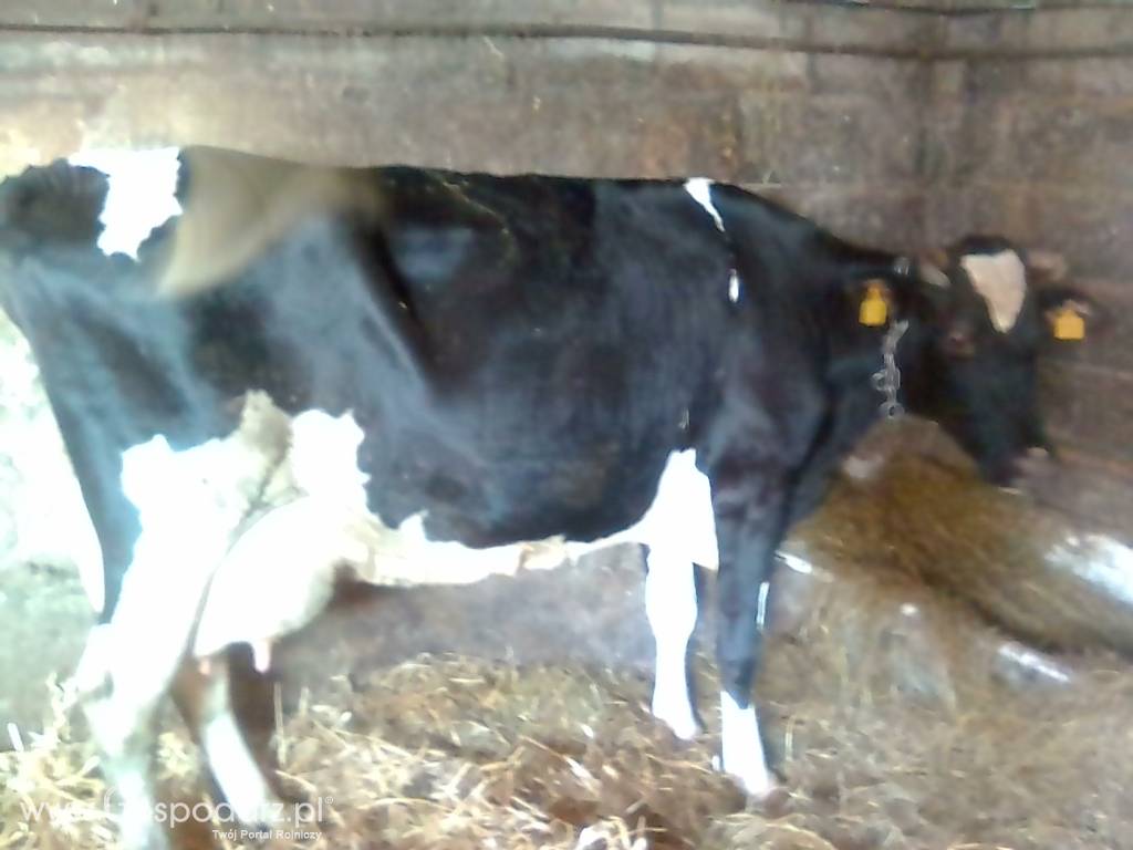 Krowy mleczne 6