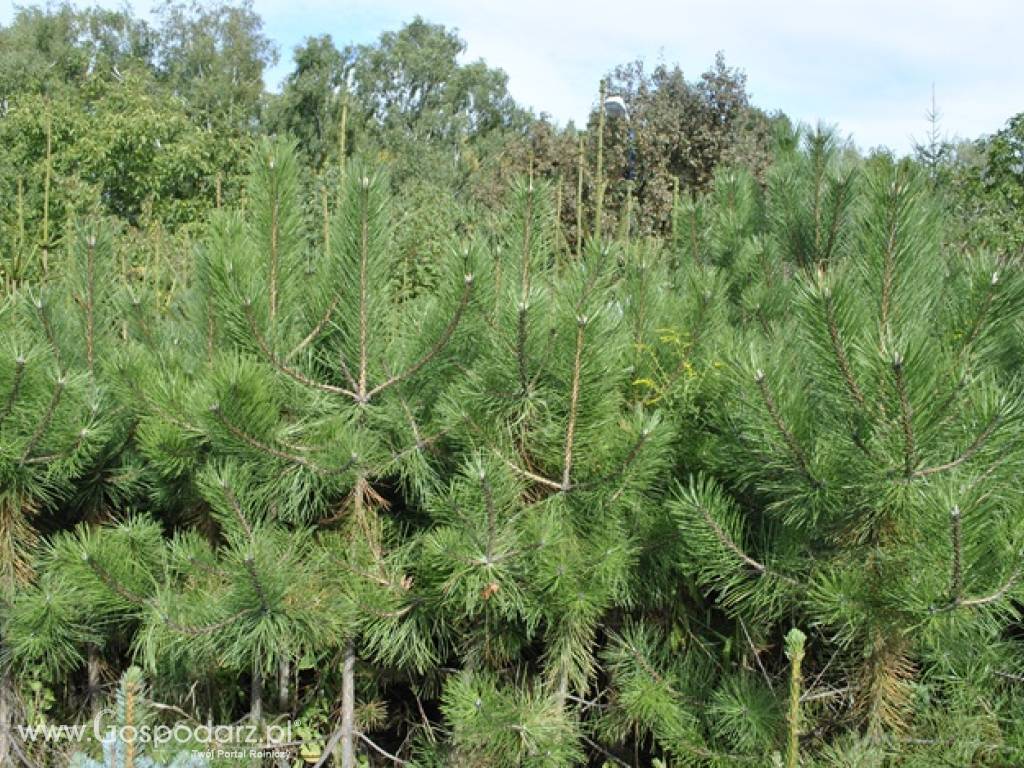 Drzewa i krzewy ozdobne z własnej plantacji Poznań-Tanio! 3