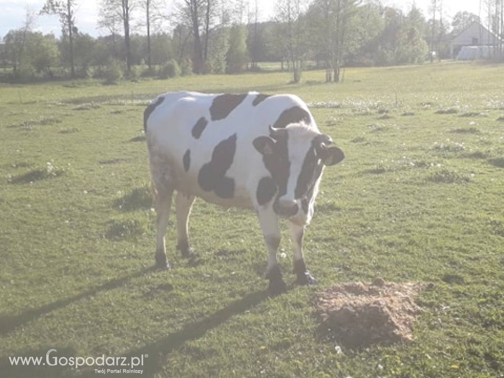 Sprzedam 3 jałówki wysokocielne 5