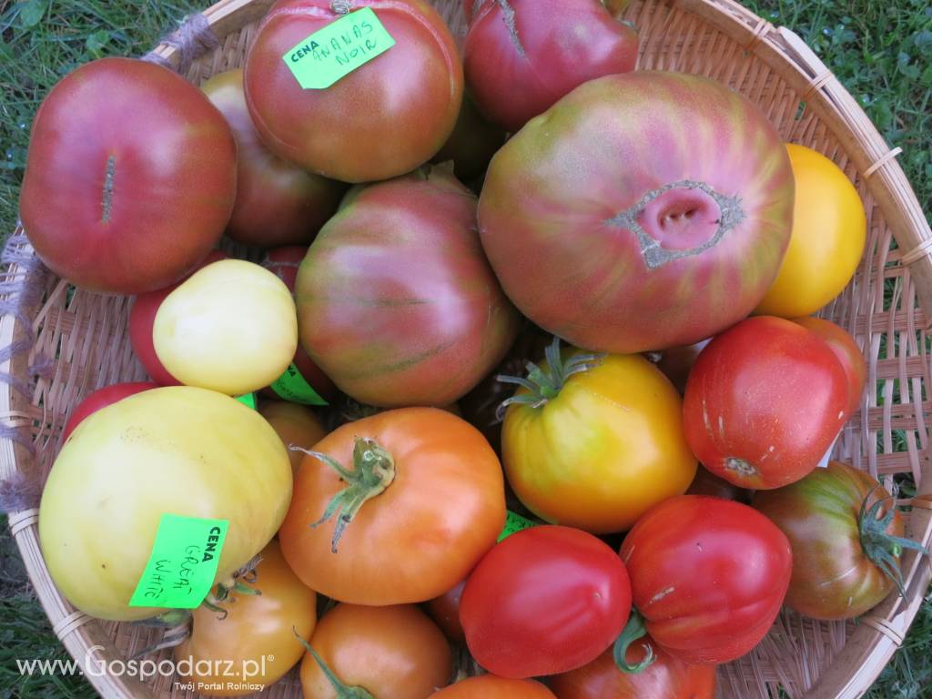 Pomidory - ponad 600 odmian - bez GMO 7