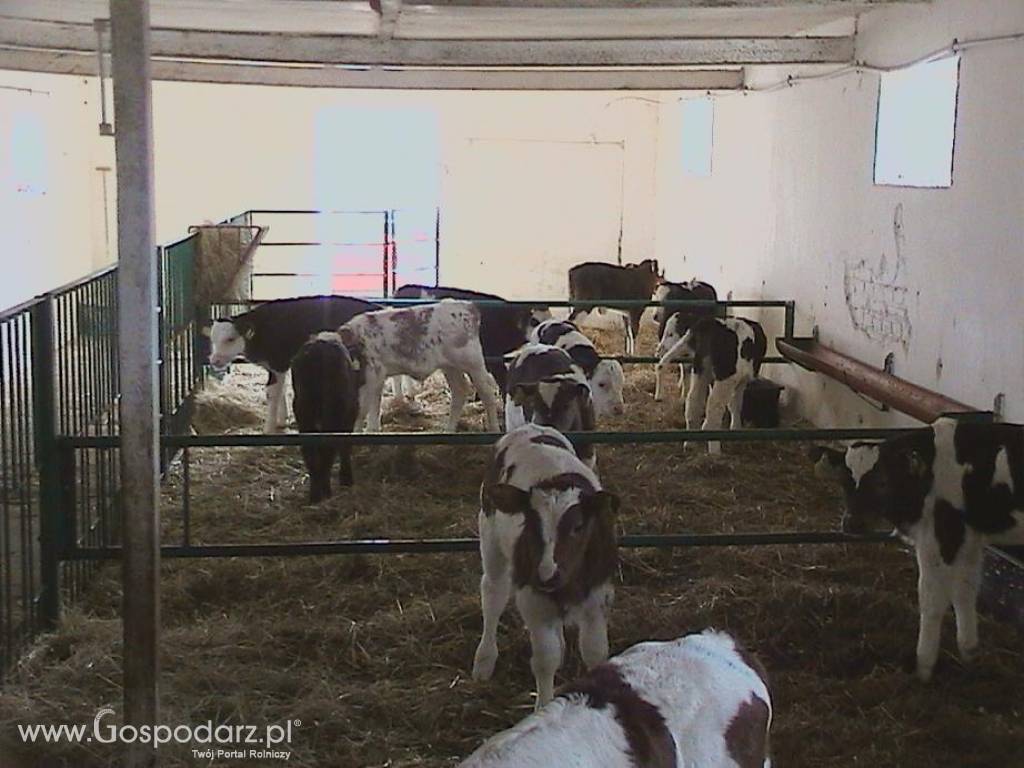 Byczki, cielęta ras mięsnych w ciągłej sprzedaży od 60kg do 80kg 4