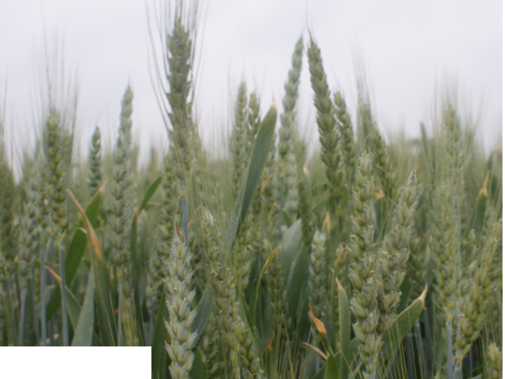 Materiał siewny pszenica ostka OSTROGA C1 3