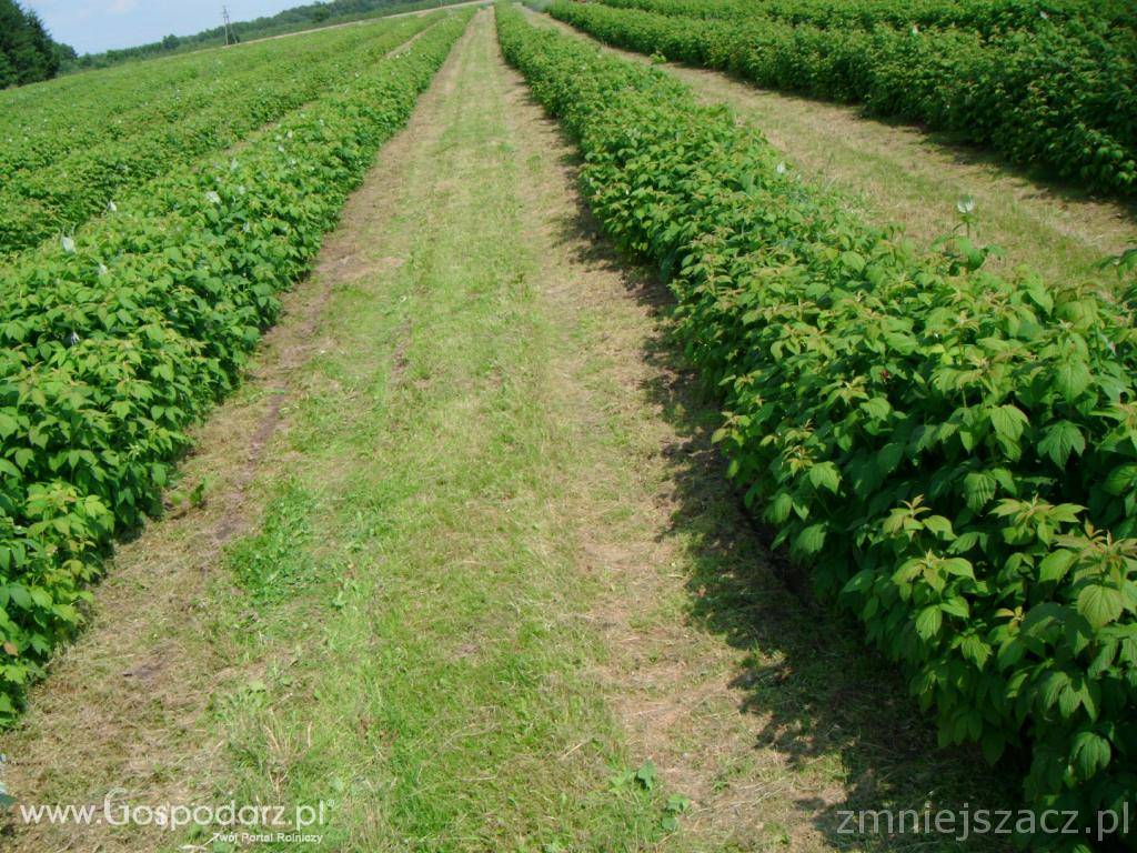 Sprzedam sadzonkę malin 3