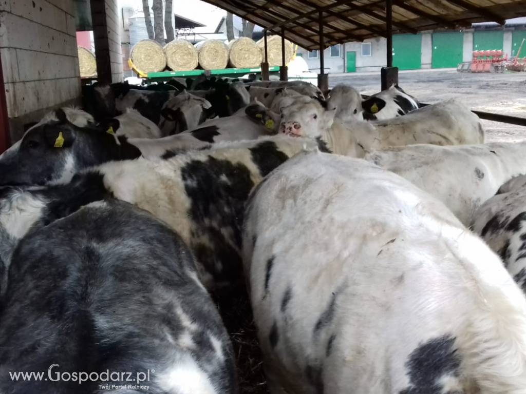 Sprzedaż jałówki rzeźnej