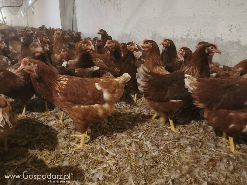 Młode kury nioski Tetra SL z pierwszym jajkiem 4