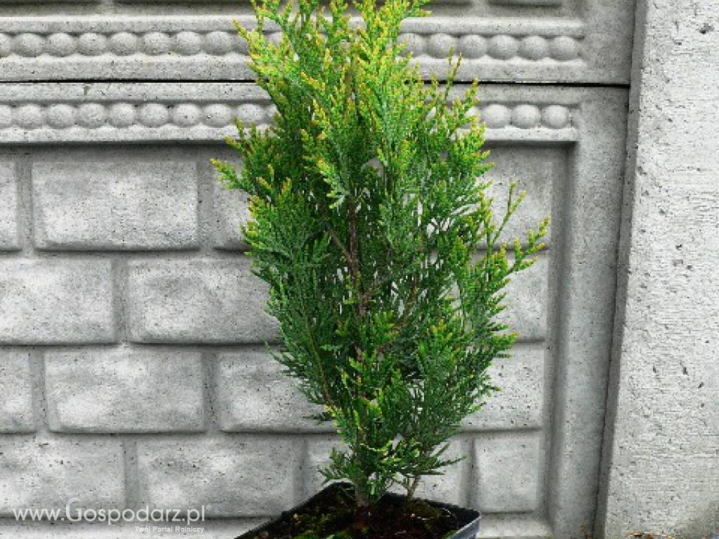 Thuja Plicata 