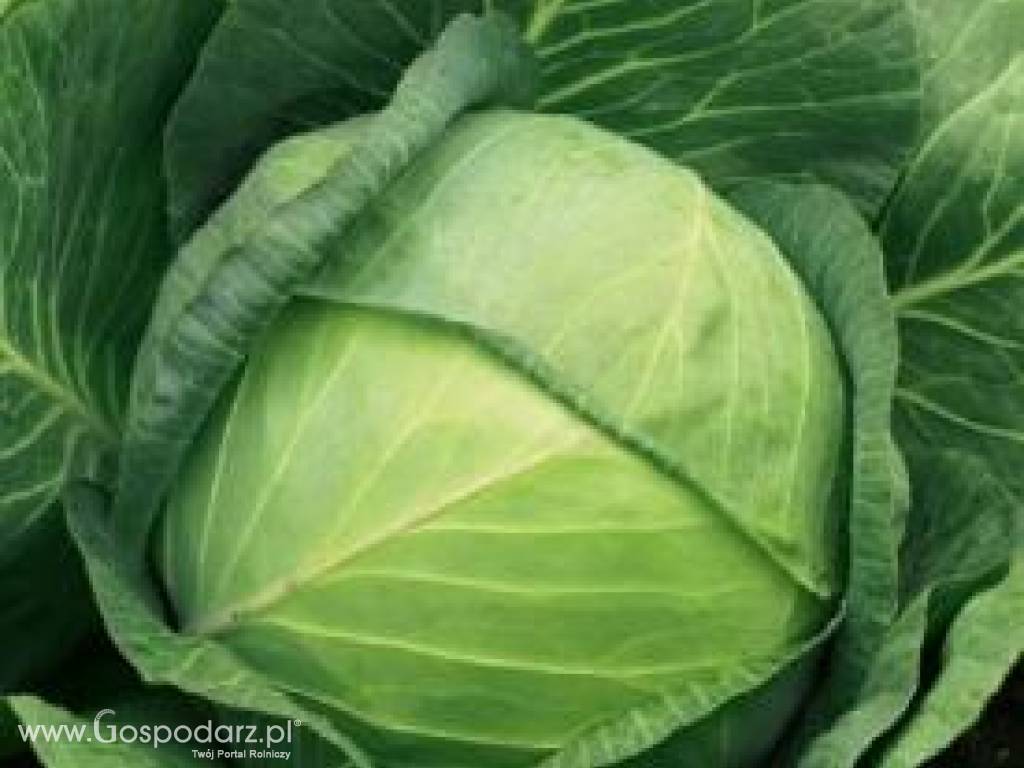 Sprzedam 1 ha kapusty AGRESOR - bardzo dobra do kiszenia