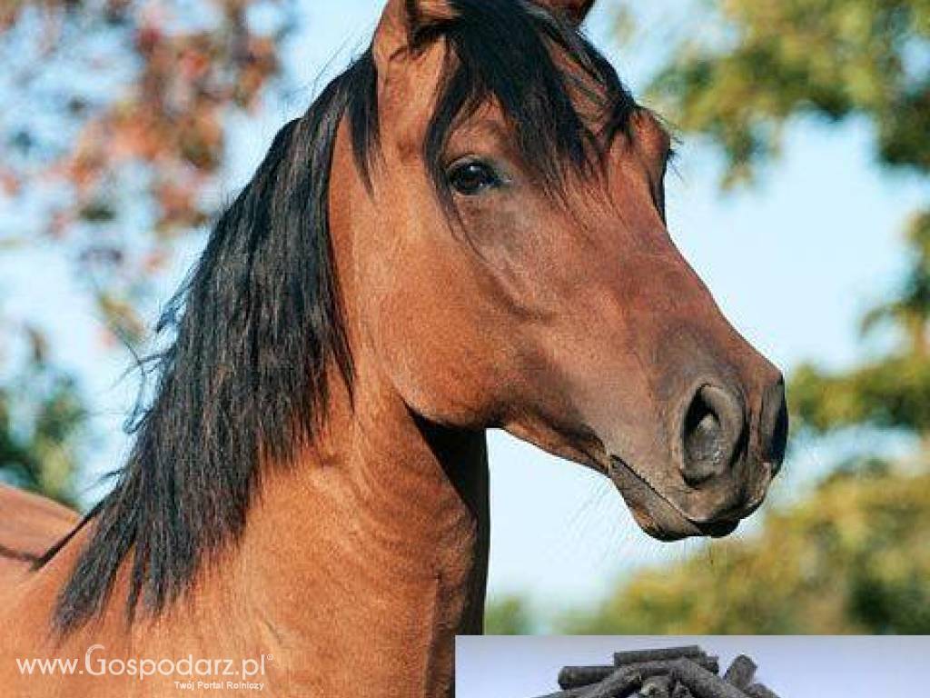 Wysłodki buraczane niemelasowane 25kg tanio idealne dla koni