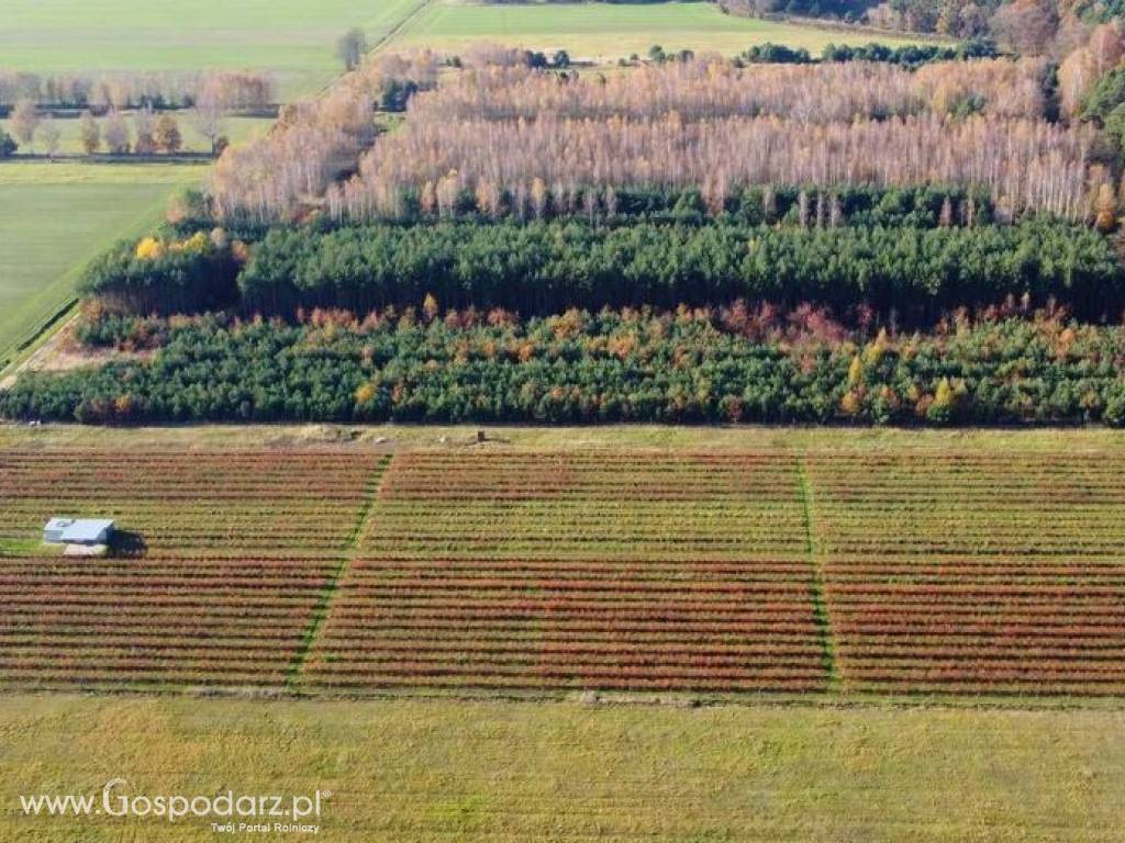 Sprzedam plantację borówki amerykańskiej