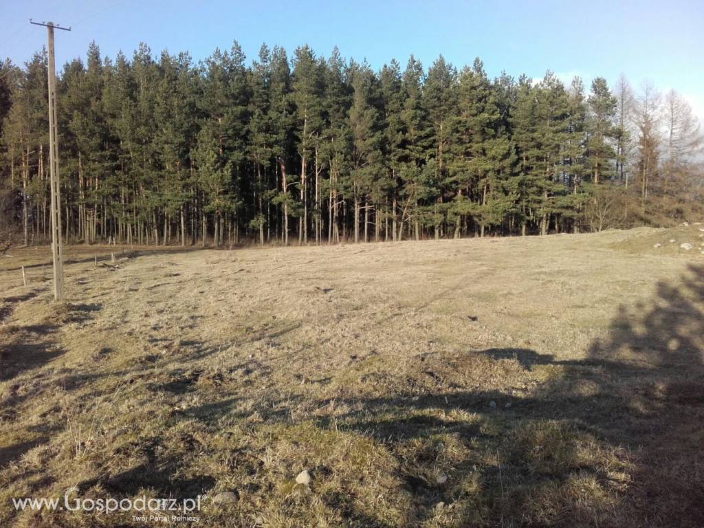 Sprzedam działkę rolną na suwalszczyźnie z mozliwoscią budowy siedliska.