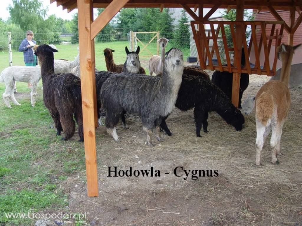 Hodowla alpak Cygnus