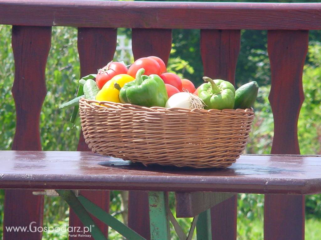 Szklarnia Kinowskaya 4