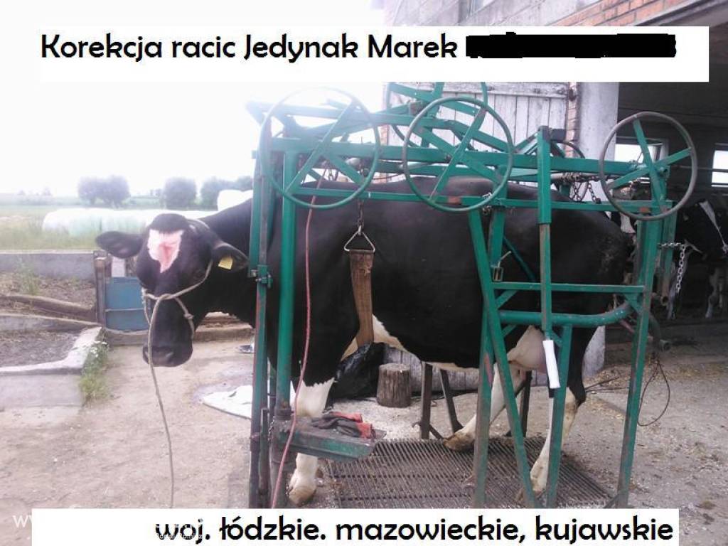 Korekcja racic Jedynak z Kutna