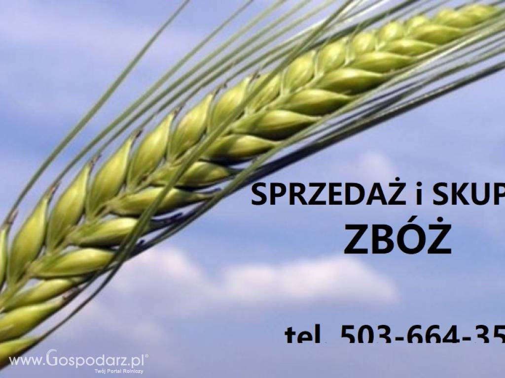 Sprzedam proso żółte